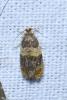 Celypha aurofasciana